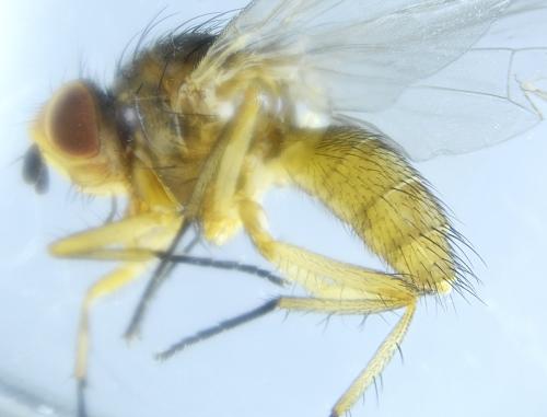 Pegomya sp.